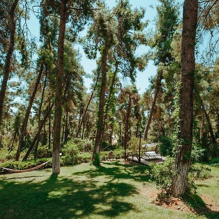 Beautiful Summerhouse In Sani'S Pine Forest Sani  Dış mekan fotoğraf